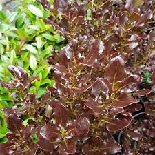 Image result for Coptosperma rhodesiacum