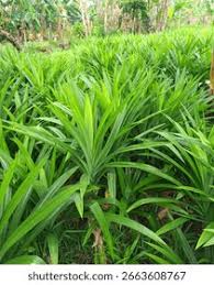 Image result for Pandanaceae