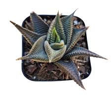 Image result for Haworthia limifolia