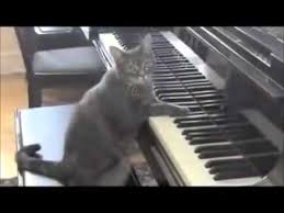 Sosyal Medya Da Gunun Videosu Piyano Calan Kediye Eslik Eden Orkestra Youtube