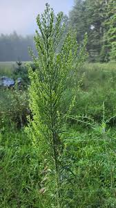 Image result for Conyza