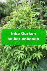 Inka Gurke Cyclanthera Pedata Gartenbob De Der Garten Ratgeber Inka Gurke Gurken Anbauen Gurke
