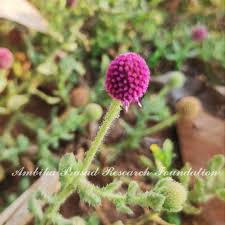 Image result for Sphaeranthus flexuosus