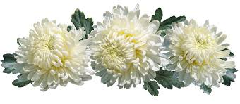 Elenco e nomi dei fiori, con immagini e informazioni per la loro coltivazione, cura e mantenimento, dalle annaffiature al loro ambiente ideale. Che Fiori Portare Al Cimitero Quale Tipologia Floreale E Piu Indicata Per Una Tomba Outlet Del Funerale