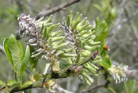Image result for Goat Willow