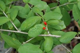 Image result for Erythroxylaceae