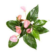 There are a few extra anthurium plant care tips and tricks we'd like to share with you, so that you'll enjoy your anthurium plant or cut flowers even longer. Beginner S Guide To Anthurium Care Planterina Planterina