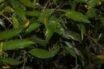 Image result for Coptosperma supra-axillare