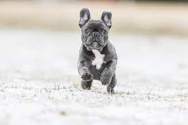Blue French Bulldog The Right Dog For You All Things Dogs All Things Dogs