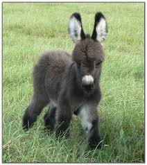 Osiolek Cute Baby Animals Cute Animals Cute Donkey