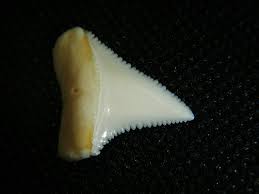 Shark teeth make fun beach souvenirs because they are a unique way to show off your love of sharks. Comparison Of Great White Shark And Tiger Shark Tooth Taklis Chris