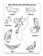 Ab Eichhornchen Feinde Sw Pdf Eichhornchen Tiere Naturkunde
