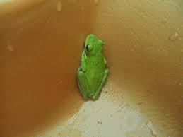 Maybe you would like to learn more about one of these? Florida Squirrel Tree Frogs Hyla Squirella Globalsquatter