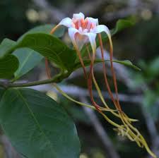 Image result for Strophanthus kombe
