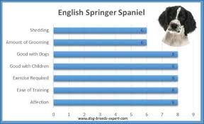 english springer spaniel dog breed information