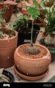 Image result for Pyrenacantha