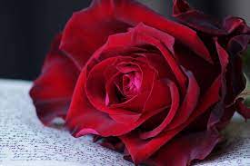 Passion can range from eager interest in or admiration for an idea, proposal, or cause. Red Rose Buch Kostenloses Foto Auf Pixabay