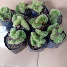 How to use cactus in a sentence. Cactus And Succulent Buy Cactus And Succulent At Best Price In Philippines Www Lazada Com Ph