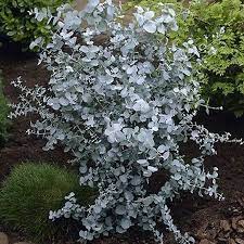 Eucalyptus Plants For Sale Fast Growing Trees Fast Growing Trees Com Fast Growing Trees Foliage Plants Plants