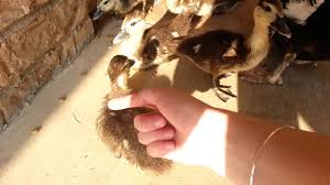 While you are waiting to hear back, the following instructions will keep the duckling or gosling safe and comfortable. Petting And Feeding Wild Baby Ducks Youtube