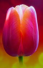 Illuminate Tulips Flowers Amazing Flowers Flower Pictures