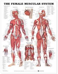 Enjoy a selection of illustrations, sketches, model sheets and tutorials by various artists, collected by character if you like human anatomy chart, you might love these ideas. The Female Muscular System Anatomical Chart By Anatomical Chart Company 9781587795633 Buy Online At The Nile