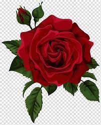 Rose Flower Red Euclidean Red Rose With Bud Red Rose Illustration Transparent Background Png Clipart Rose Png Red Rose Png Rose Illustration