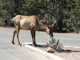 Maybe you would like to learn more about one of these? Elk At Trailer Village Picture Of Trailer Village Rv Park Grand Canyon National Park Tripadvisor
