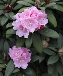 Plant database entry for rhododendron 'purpureum elegans' with 8 images and 12 data details. Rhododendron Roseum Elegans Rhododendron Hybride Roseum Elegans