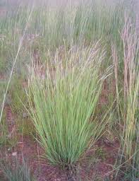 Image result for Heteropogon contortus