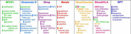 Mthfr Methylation And Metals Dr Amy A Yasko Pdf