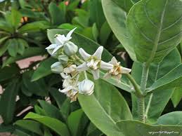 Image result for Calotropis gigantea