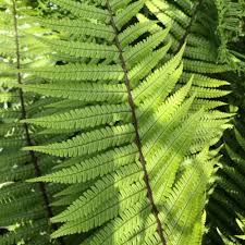 Image result for Deparia