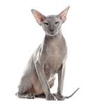 Hairless Cat Breeds - Cat Breeds Encyclopedia