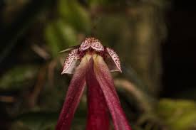 Image result for Bulbophyllum comatum