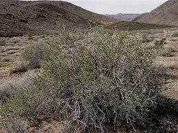 Image result for Lycium