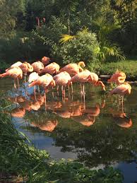 Featuring limited edition custom apparel, printed with care in the usa just for you. Think Pink Flamingo Day June 23 2019 Growing A Reader Kids Books Tips And More