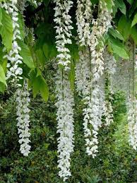 Wisteria Floribunda Longissima Alba Blauregen Kletterpflanzen Blauregen Pflanzen Kaufen