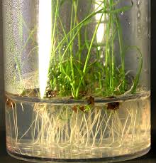 We did not find results for: Activity 5 Plant Tissue Culture