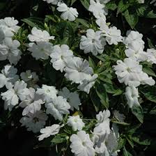 Image result for Impatiens irvingii