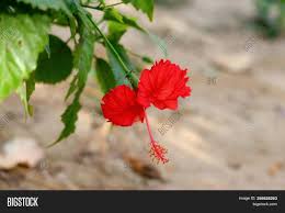 Generic vegetation plants and trees details mountains lakes and rivers deserts forests sea & ocean tropical clouds and skies sunsets & sunrises waterfalls flowers & gardens seasons specific fields & meadows food ingredients fruits & vegetables geologic. Hibiscus Flower Copy Image Photo Free Trial Bigstock