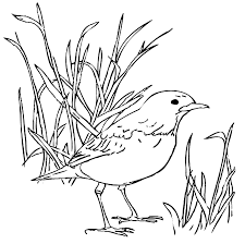 ✓ free for commercial use ✓ high quality images. Robin Bird In The Grass Coloring Page Coloring Rocks
