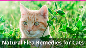 natural home remes for fleas on cats