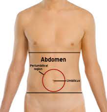 We'll look at the abdomen in this tape as a container, as we did with the thorax. Abdomen Wikipedia
