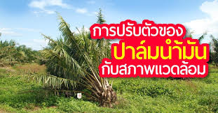 ว ธ ด แลปาล มน ำม น ทำความเข าใจเร องการปร บต วของปาล มน ำม นก บสภาพแวดล อม โดโลไมท ป ยปาล ม พ นธ ปาล มน ำม น ต นกล าปาล มน ำม น พ นธ ปาล มน ำม นท ด ท