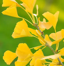 It is also grown for its shade (little shade. Ginkgo Biloba Tree Garden Design