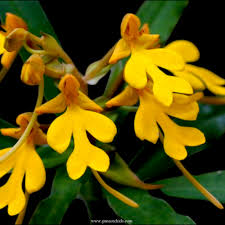 Image result for Habenaria nyikana