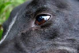 Greyhound Eye Disease Pannus Gap