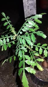 Image result for Erythrophysa