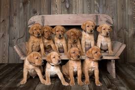 Akc english labrador puppies akc english labrador puppies for sale in allegan mi. Balsam Branch Kennel Fox Red Lab Puppies For Sale Located In Balsam Lake Wisconsin